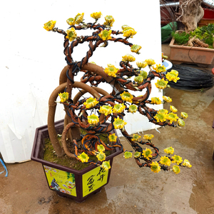 结香花盆景花卉梦里花耐寒植物庭院阳台盆栽树冬季开花带花苞发货