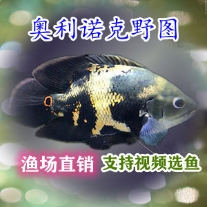 七星奥图鱼地图鱼七星奥利诺科地图阿拉盖地图f1观赏鱼包活包邮
