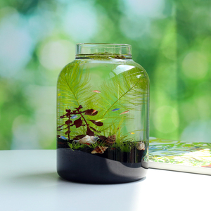 生态瓶自循环水草diy生态微景观玻璃瓶生态桌面鱼缸造景科学作业