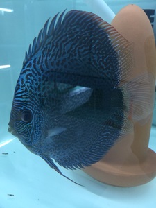 七彩神仙鱼蓝钻