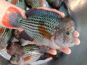 红尾皇冠玉面财神发财鱼场直销热带观赏鱼苗好养不死活体包邮耐活