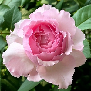 伊芙马蒂诺风琴月季