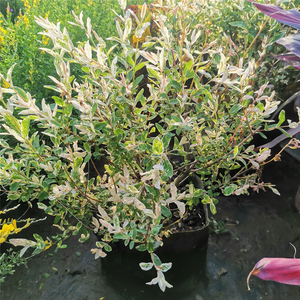 彩叶杞柳 花叶柳盆苗四季常青 耐寒耐热耐旱耐湿彩叶灌木花境植物