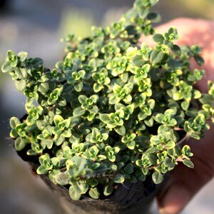 山谷晨光百里香盆栽苗香草绿植花卉多年生耐寒耐热新品盆栽可食用