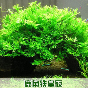 鹿角铁皇冠蕨类中后景阴性新手水草鱼缸水族箱装饰造景运输包损