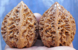 文玩核桃 东北野生秋子 精品 肚40大秋子 中国大花 水龙纹 zgdh1