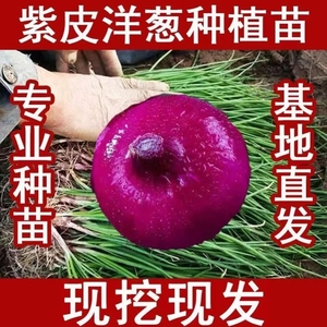 【现货高产】紫红皮洋葱苗小苗种植苗秧苗圆头紫皮栽苗庭院种植苗