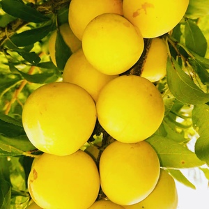 东北干核黄李子干