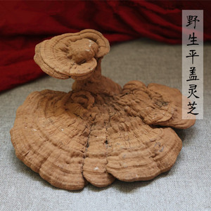 大川东北长白山纯野生平盖灵芝树舌灵芝大个聚福招财摆件包邮