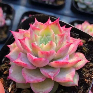 小海螺姑娘正版贵货小苗多肉植物基地花卉绿植肉肉盆栽防辐射净化