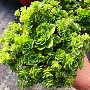 山东12年老店多肉黄金山地玫瑰多肉植物黄金玫瑰肉肉盆栽花卉净化