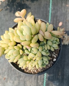 逍遥家多肉精品凝脂莲老桩群生