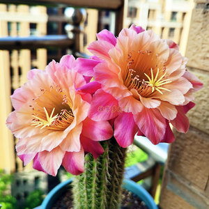 时光毛花柱彩草仙人球杂交席克氏 阳台窗台庭院楼顶露台小盆栽