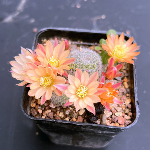 日出宝山属仙人球 仙人掌科多肉植物花卉盆栽 勤开花球好养对版