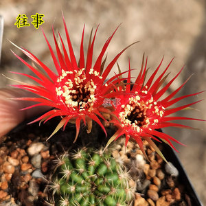 丽花属仙人球 红昭和 细丝瓣 进口经典花色稀有品种 阳台多肉植物