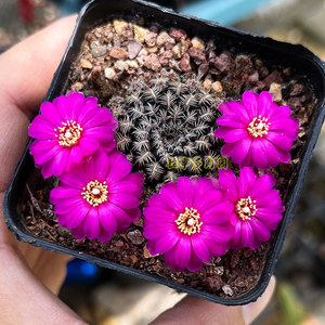 强刺球短豪刺仙人球 有沟宝山属 紫黑色球 黑寡妇  s.augustinii