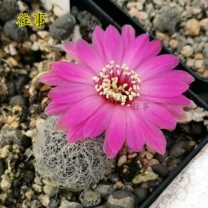 沟宝山仙人球 圣丽丝 白色长毛不扎手 仙人掌多肉植物 阳台好养