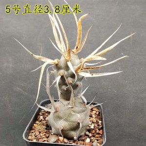 武藏野仙人球狂刺纸刺球属团扇属仙人掌科多肉植物 一物一拍