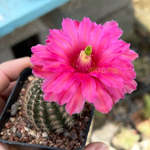 鲜红虾鹿角柱属仙人球 重瓣 好养爱开花 往事多肉园 多肉植物