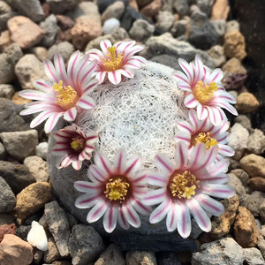 姬玉实生仙人球仙人掌科白色羽毛球可爱不扎手稀有品种好养爱开花