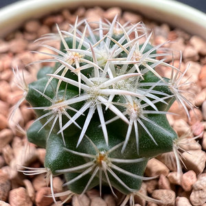 钢钉仙人球实生优选母本强刺球顶花球属稀有品种多肉植物品种对版