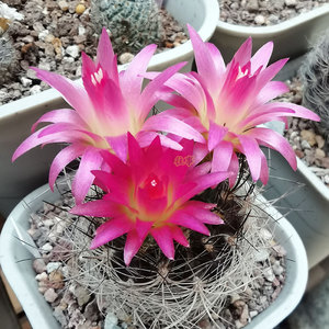 混乱玉仙人球实生 智利球属 长刺密刺 稀有 仙人掌科多肉植物