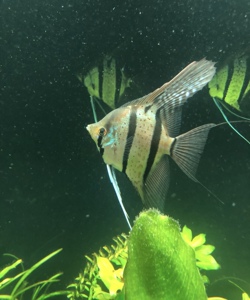 保真魔门斯卡神仙鱼摩门斯卡喷点秘鲁精品保真