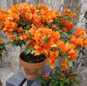 火热三角梅盆栽 橙色桑巴三角梅 火宝石阳台庭院楼顶爬藤