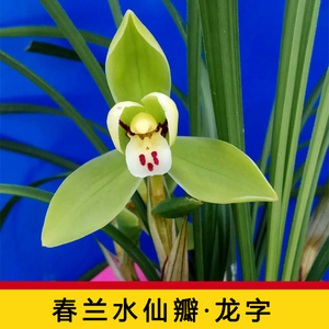 正品四川兰花苗浓香春兰老八种兰花龙字荷形水仙瓣带花苞室内植物
