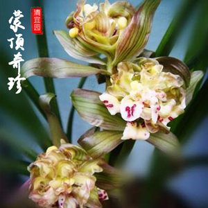兰花苗春剑奇花蒙顶奇珍浓香带花苞阳台趣味花卉室内庭院绿植盆栽