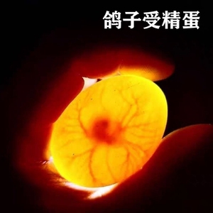 元宝鸽子受精蛋