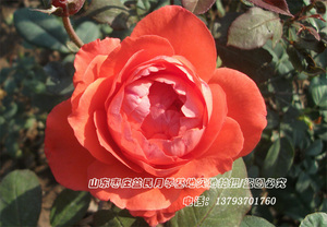 可带花发货 翰钱 精品月季花 山东枣庄益民月季生产基地观花植物