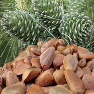 东北野生松果新鲜松塔