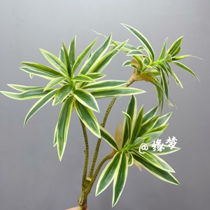 仿真绿植3头百合竹装饰富贵竹巴西木热带假植物文竹过胶竹子叶子