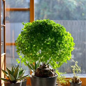 进口南非龟甲龙一物一拍爬藤架潮流块根稀有球根危地马拉多肉植物