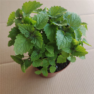 五香叶藿香苗大叶薄荷可食用植物阳台庭院盆栽厨房香草观赏大茴香