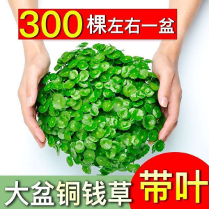 铜钱草水培盆栽室内外花卉招财金钱草绿植吸甲醛绿植大叶子植物