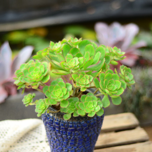 新品种法师 柳叶 青衣法师 欧洲进口 老桩 包邮