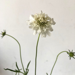 一枝花 个性花卉 白色松虫草 蓝盆花 diy散花家庭插花 鲜花速递