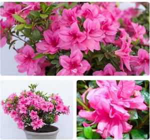 多季开花美国安酷杜鹃康乃馨 夕阳 纺稠 珠宝 王妃白天使4颗包邮