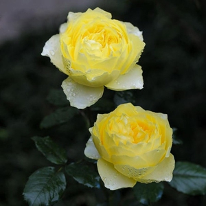 【灌木月季】小黄鸡花苗 庭院阳台盆栽花卉四季开花 浓香大花植物