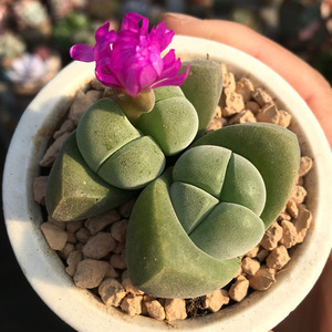 无比玉生石花肉锥多肉植物冬季开花