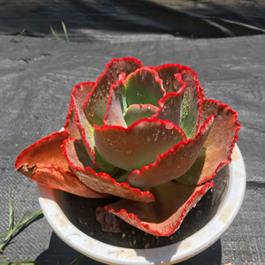 蓝色妖姬包菜法国皇后群生老桩爱丽丝新品多肉花卉窗台绿植盆栽