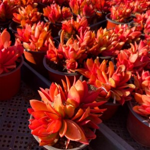 多肉火炬花盆栽