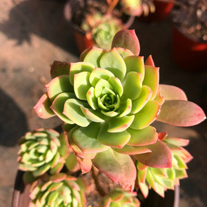 绿蔷薇多肉