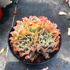 蓝狐包菜新品群生老桩一物一拍绿植多肉植物拟石莲阳台盆栽包邮