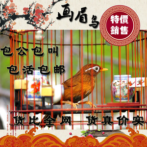 宠物鸟贵州画眉鸟活体唱鸟原毛鸟类宠物活体画眉鸟公鸟叫鸟