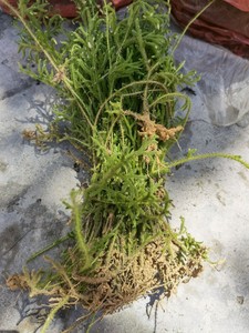 新鲜伸筋草牛尾菜小伸筋草大顺筋藤龙须草石松鹿角草舒筋草筋骨草