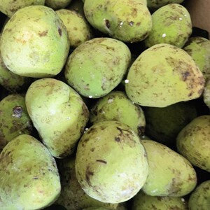 新鲜红桂木树果 红桂木大叶胭脂果 狗囊子果500克新鲜果子