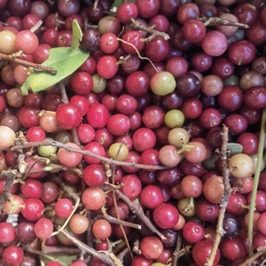 00鼎润正品优选淘宝云南新鲜酸扁果野生酸果子毛车藤酸果藤果酸水果